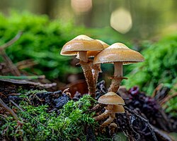 2025-10-11 D500-920 Achim-Lammerts Kuehneromyces-mutabilis