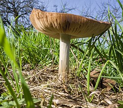 Großer Scheidling südwestlich von Zell am Ebersberg 5