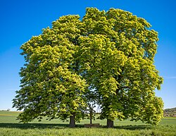 ND-05430 Baumgruppe am Bildstock 4-2025 (1)