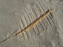 Pattern in sand made by dry grass and wind