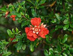 Pomegranate flowers (Punica granatum), Ponte de Sor, Portugal (approx. GPS location) julesvernex2