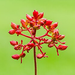 Zaden van een Viburnum plicatum. 20-07-2025. (d.j.b)