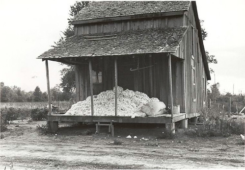 Cotton on porch of sharecropper's home, Maria plantation, Ar...