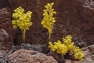 20250704 Aeonium smithii