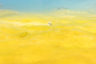 Alfombra de algas amarillas, parque nacional Ras Muhammad, Egipto, 2022-03-27, DD 42