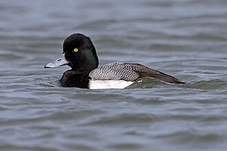 Drake Lesser Scaup (Aythya affinis) Barengat Inlet, New Jersey, USA