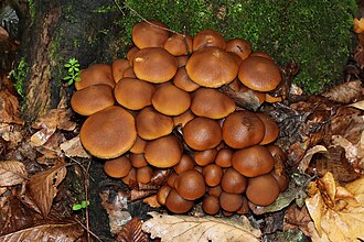 Psathyrella piluliformis 2025 G1