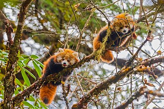 Two Red Panda Cubs in the Tree 01