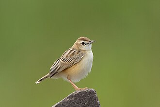 Zitting Cisticola in Bhigwan August 2025 by Tisha Mukherjee 01