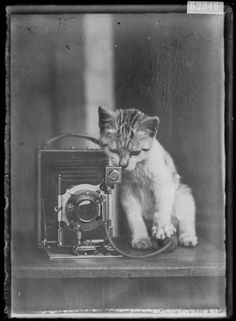 Camera with kitten