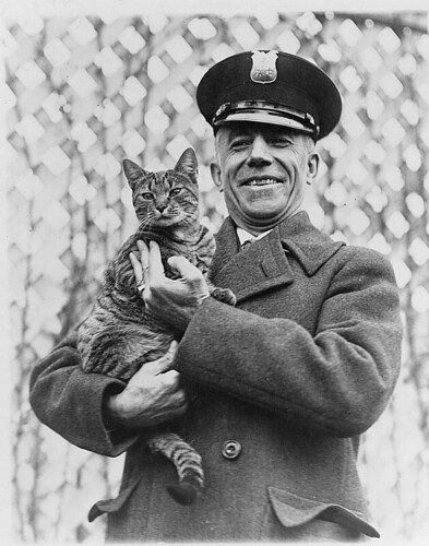 How did this cat make the news in 1924? (LOC)