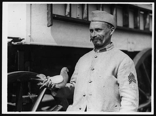 Franco-British carrier pigeon which makes long distance flights