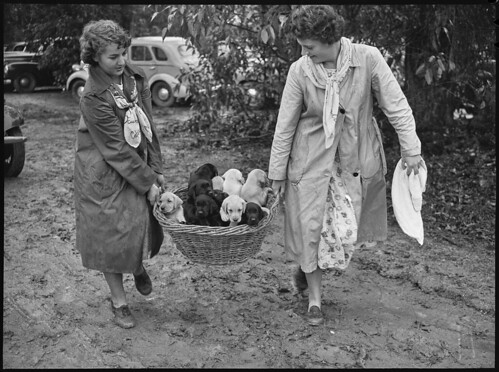 St. Ives Dog Show, 18 March, 1950, Pix Magazine, State Library of New South Wales