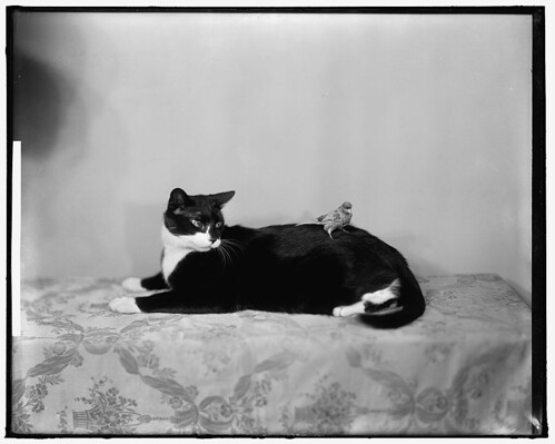 TIMMONS, MRS. BASCOMB N. (LOC)